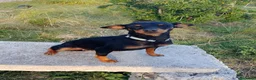 Meticcio cani in regalo: Cuccioletti di piccola taglia - Annuncio 13