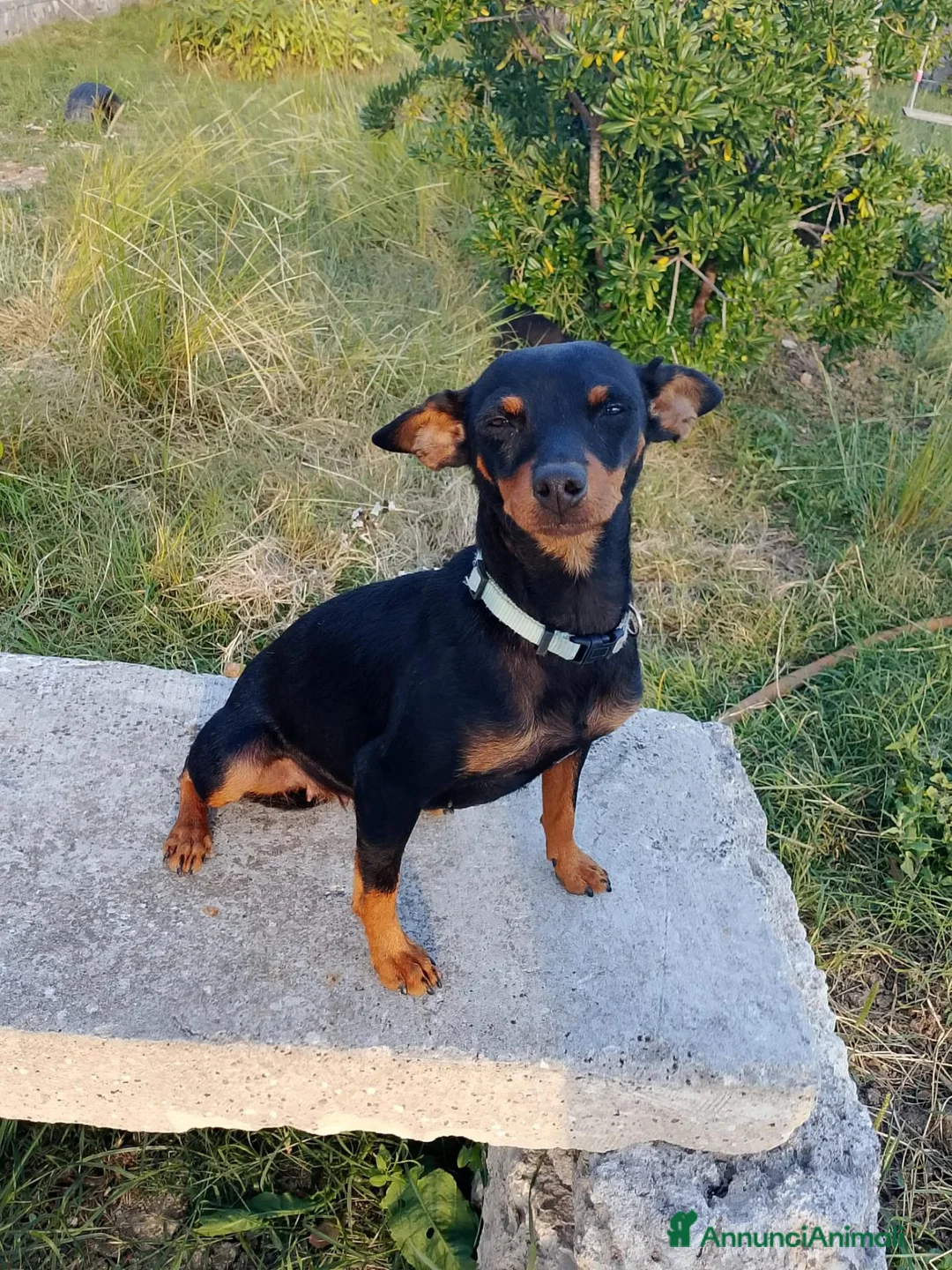 Meticcio cani in regalo: Cuccioletti di piccola taglia - Annuncio 13