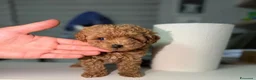 Maltipoo cani in vendita: Cuccioli di Maltipoo F1B a Città metropolitana di Milano - Annuncio 15