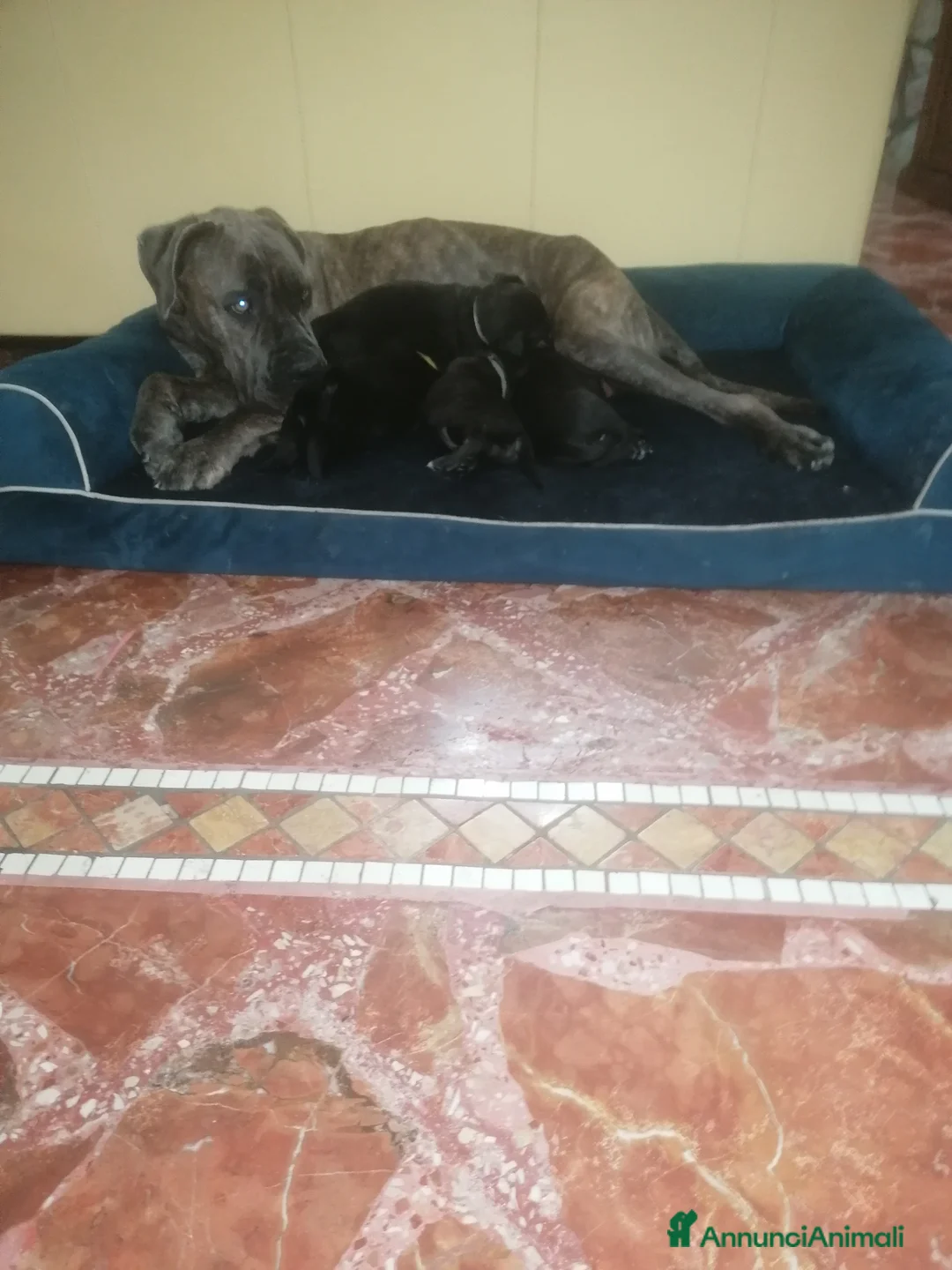 Cane Corso cani in vendita: Cuccioli Cane Corso italiano  - Annuncio 2