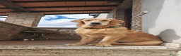 Golden Retriever cani per accoppiamento: Golden retriever americano - Annuncio 6