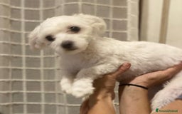 Maltese cani in vendita: Maltese Toy  a Provincia di Arezzo - Immagine 1