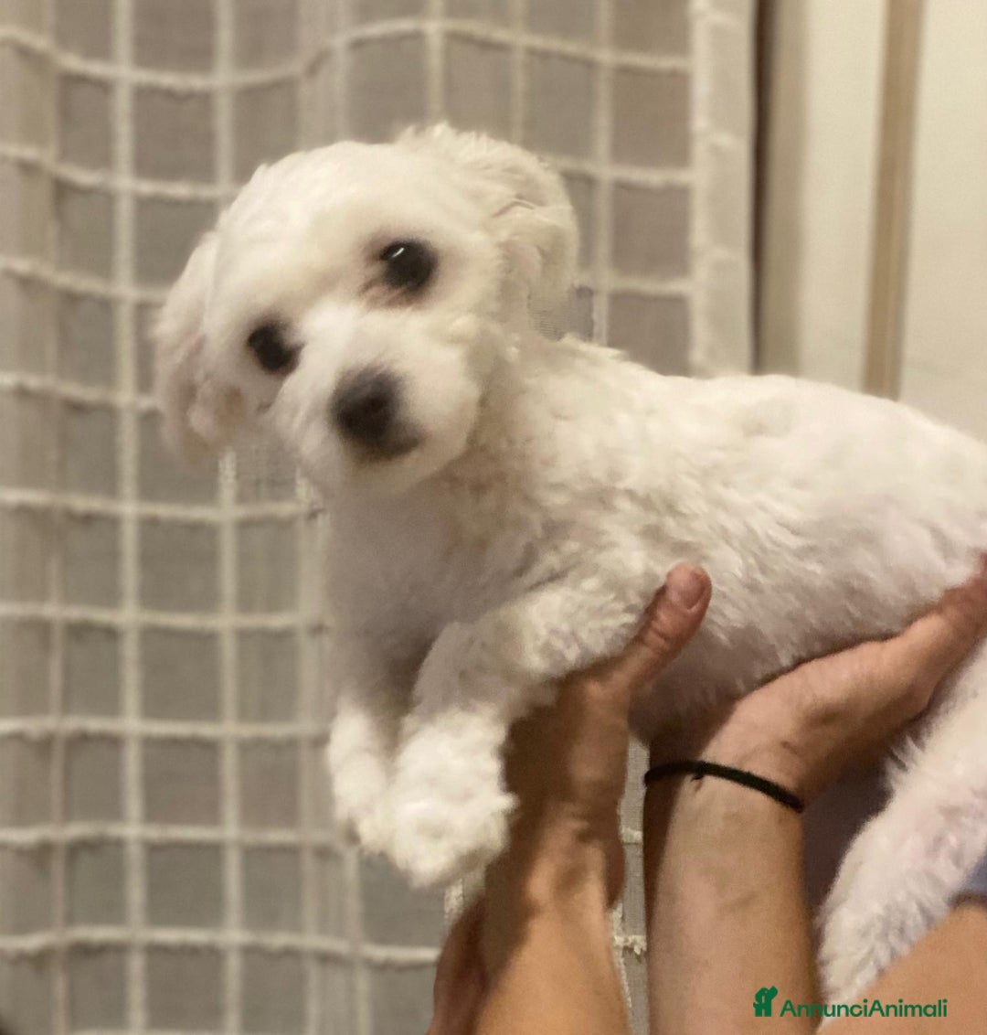 Maltese cani in vendita: Maltese Toy  a Provincia di Arezzo - Immagine 1
