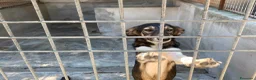 Meticcio cani in regalo: Asia e India cucciole docili e sensibili a Città metropolitana di Milano - Annuncio 9