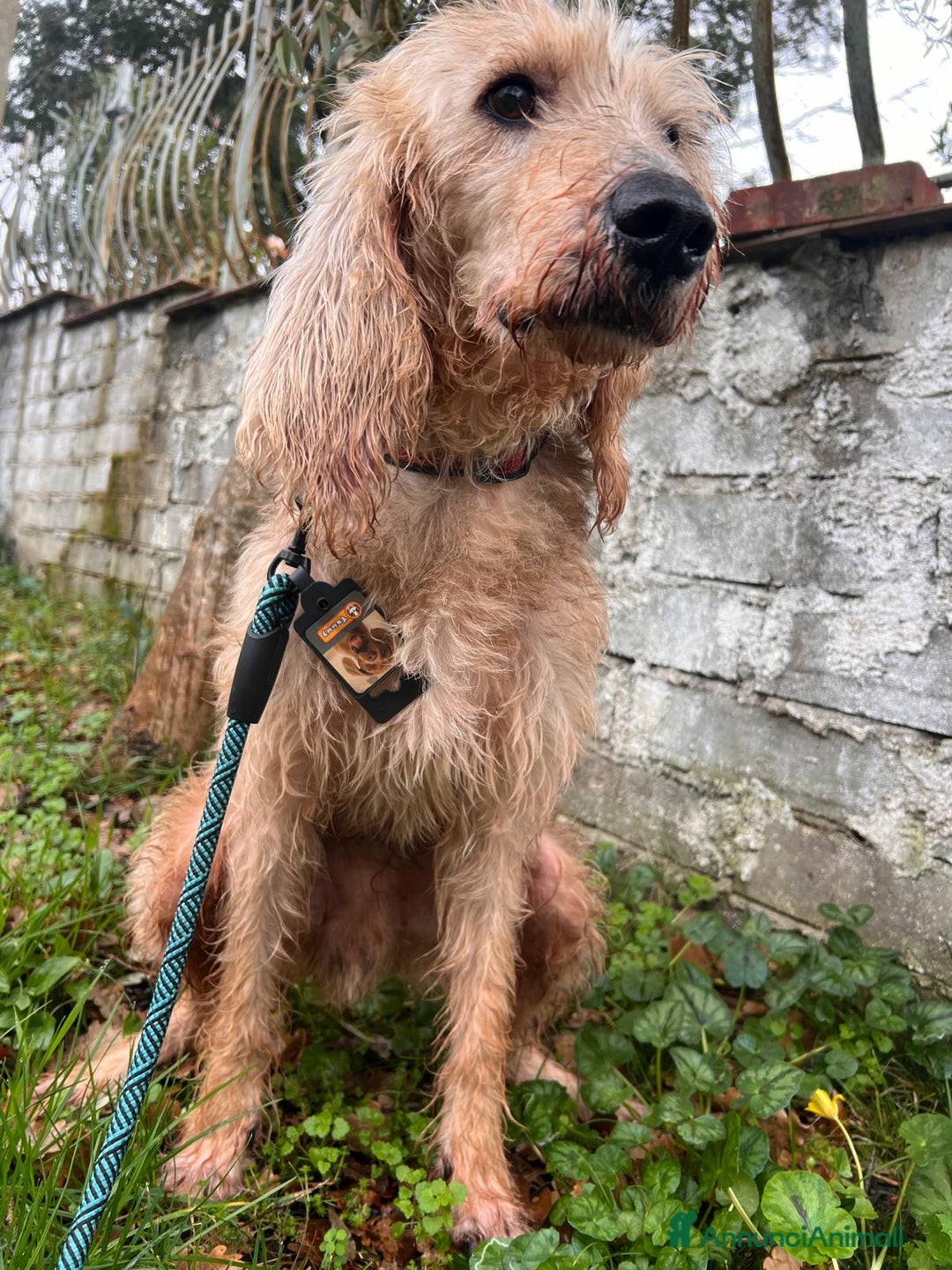 Meticcio cani in regalo: ADOTTA IL DOLCISSIMO JERRY - Annuncio 7