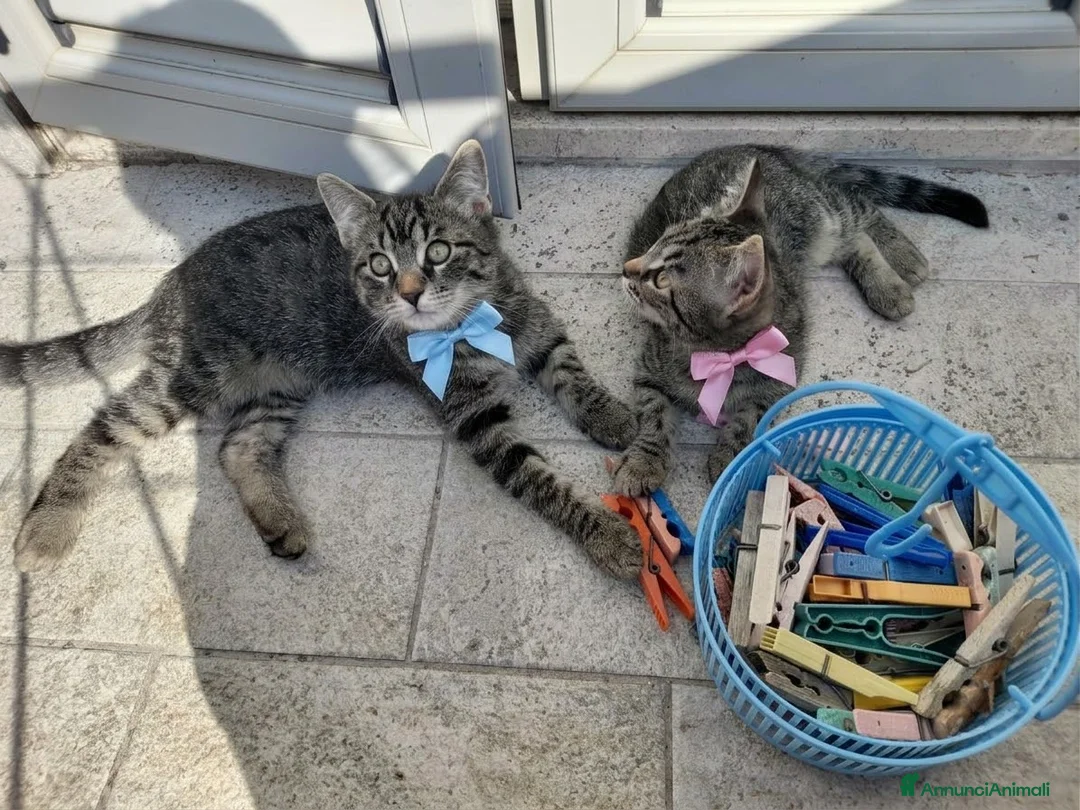 Altre razze gatti in regalo: CERCANO CASA 🏡 - Annuncio 2