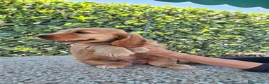 Cocker Cucciolo 1