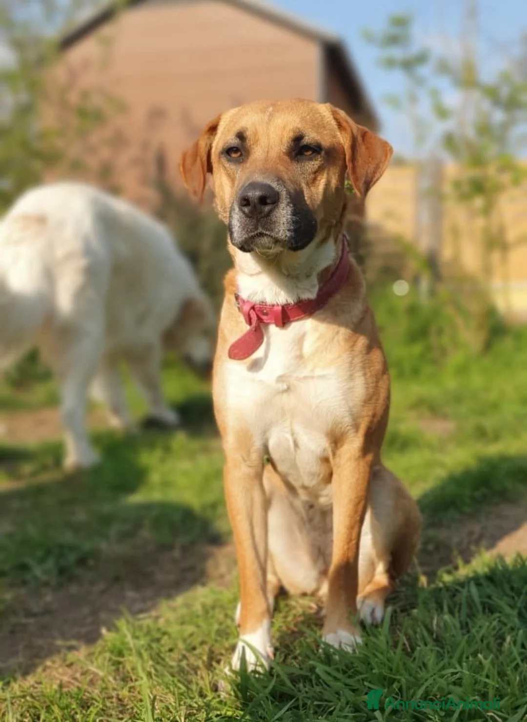 Meticcio cani in regalo: Dolcissima Eva - Annuncio 2