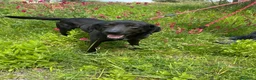 Meticcio cani in regalo: Roby meraviglioso giovanotto simil Labrador - Annuncio 1