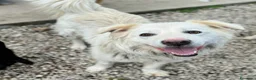 Meticcio cani in regalo: Margot 2 anni Taglia media grande  - Annuncio 7