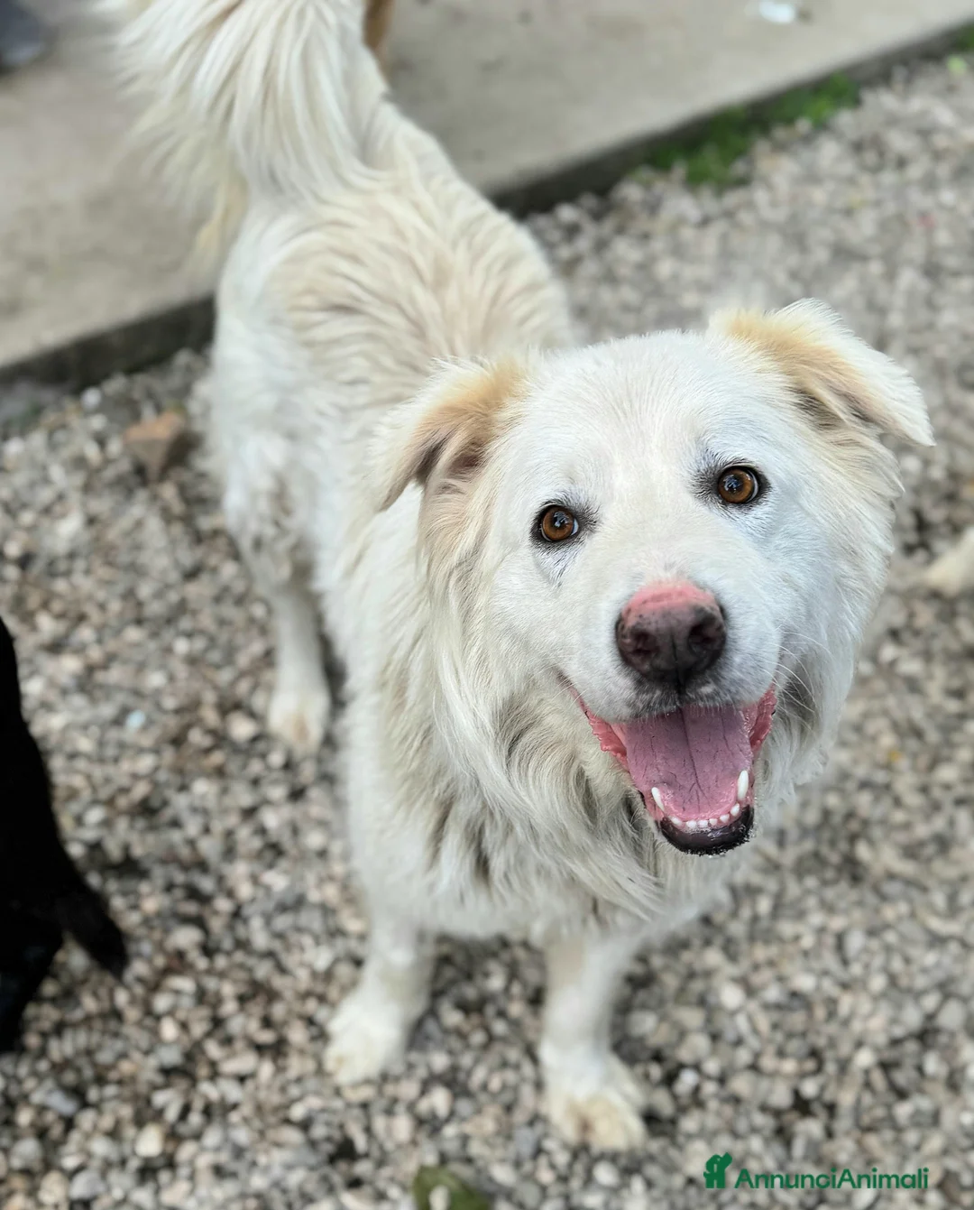 Meticcio cani in regalo: Margot 2 anni Taglia media grande  - Annuncio 7