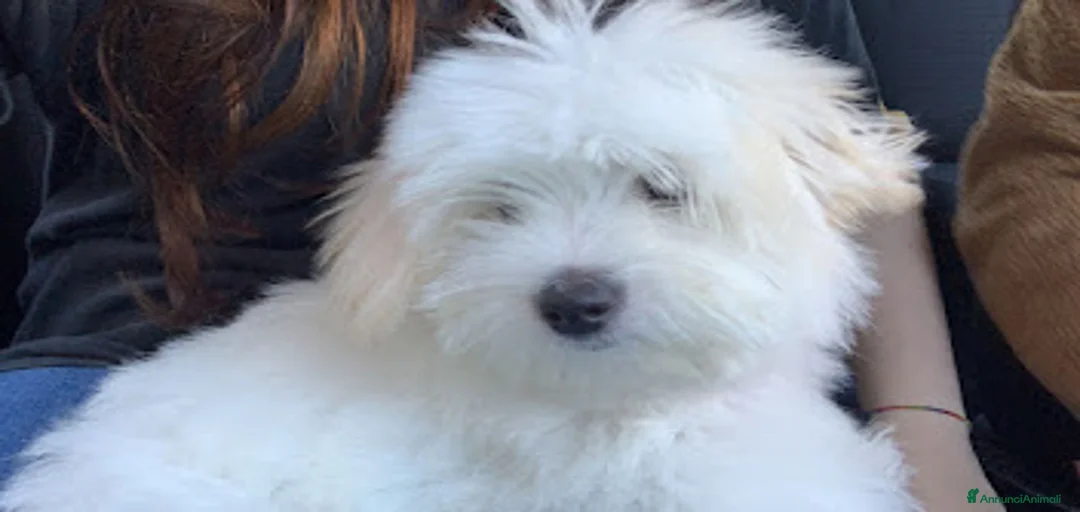 Immagine della galleria {{count}}