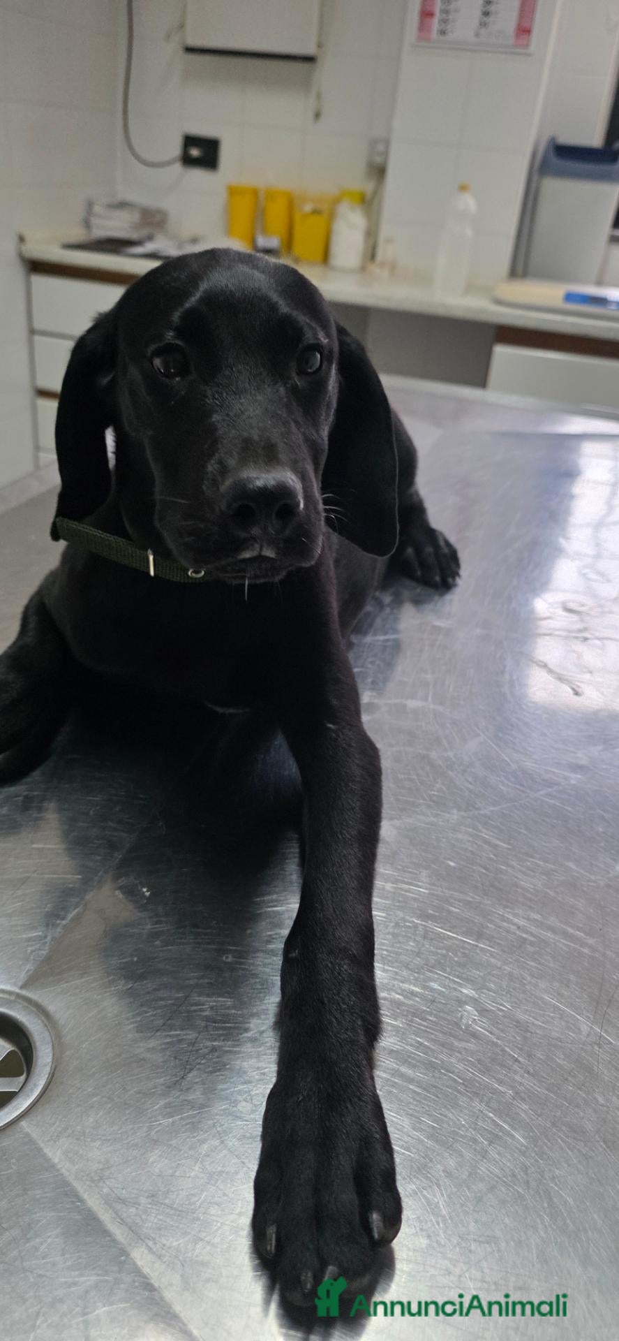 Meticcio cani Balù, Iole e Igor - Annuncio 25