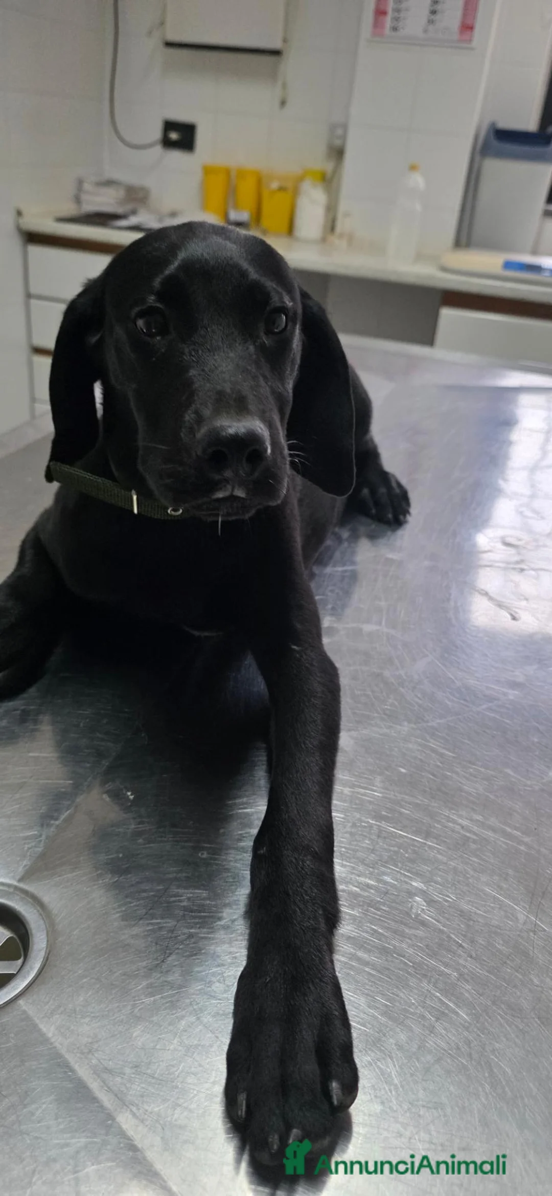 Meticcio cani in regalo: Balù, Iole e Igor - Annuncio 1