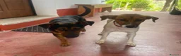 Meticcio cani in regalo: 2maschietti 1anno kg 5 a fine mese in canile.NUORO - Annuncio 4