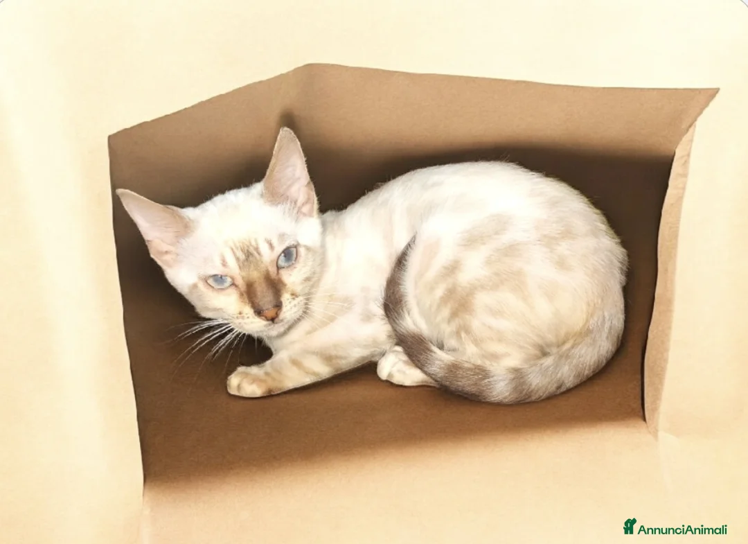 Bengala gatti in vendita: Bellissimi gattini del Bengala  - Annuncio 7