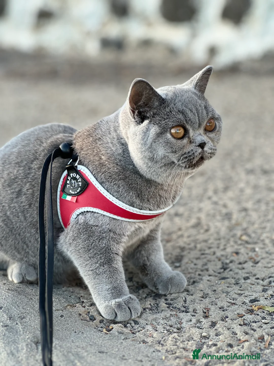 Immagine della galleria {{count}}