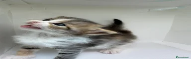 Siberiano 5