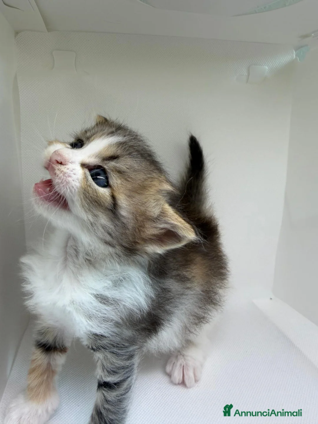 Siberiano gatti in vendita: Cuccioli di gatto siberiano  a Città metropolitana di Milano - Annuncio 2