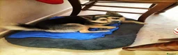 Meticcio cani in regalo: Milo dolcissimo cagnolino taglia piccola a Città metropolitana di Milano - Annuncio 5