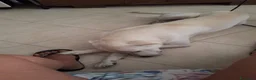 Labrador cani in regalo: Choji a Provincia di Grosseto - Annuncio 3