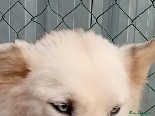 Husky cani Donut, una dolcezza di Husky - Annuncio 12