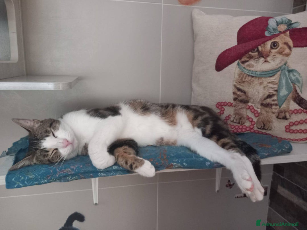 Europeo gatti in regalo: MICKY, affettuoso micio da adottare! - Annuncio 5