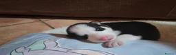 Husky cani in vendita: Cuccioli di siberian husky - Annuncio 26