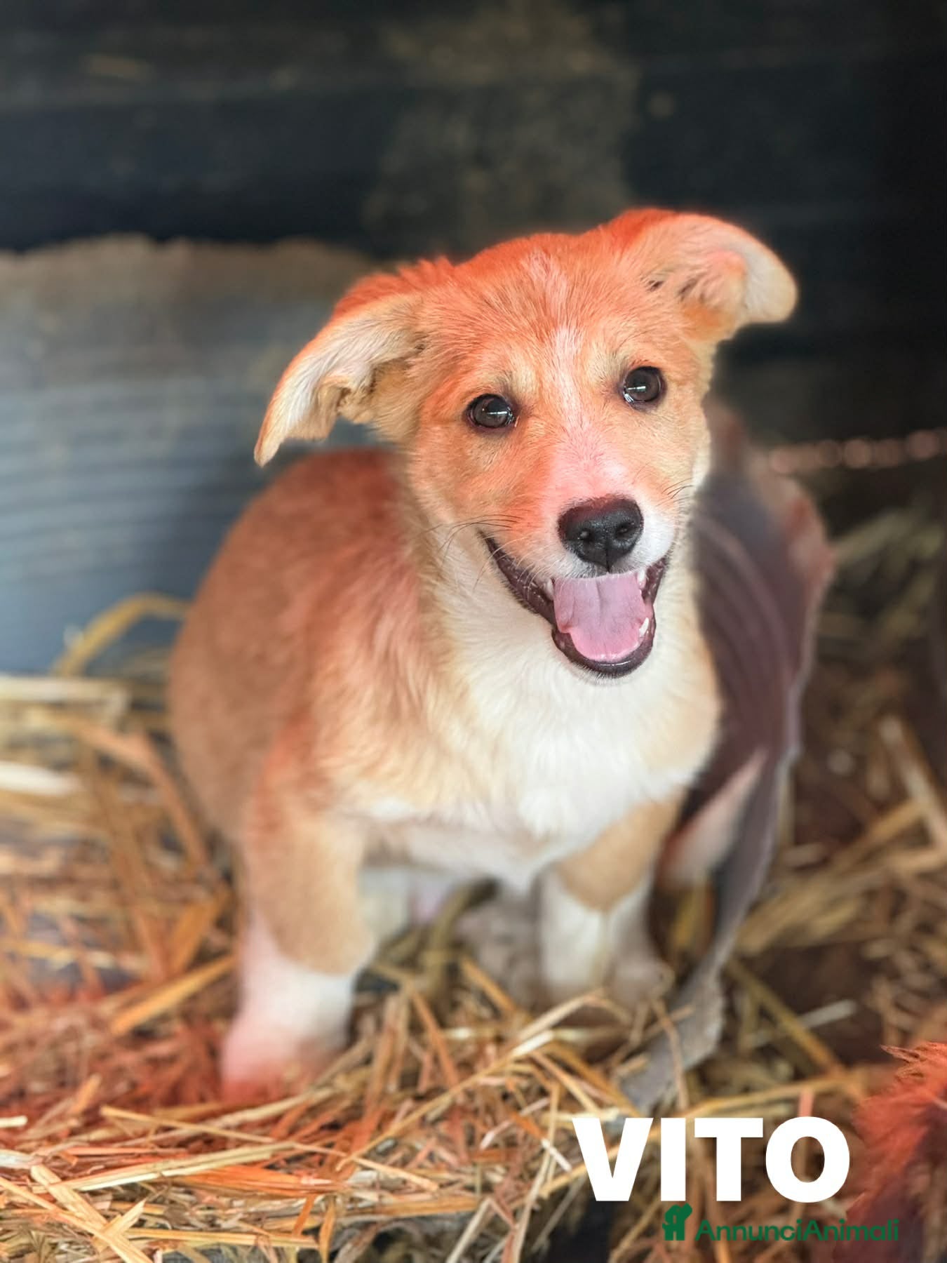 Meticcio cani V PUPPIES: 5 dolcissimi cuccioli tg MEDIO-PICCOLA! - Annuncio 23