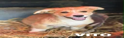 Meticcio cani in regalo: V PUPPIES: 5 dolcissimi cuccioli tg MEDIO-PICCOLA! - Annuncio 1