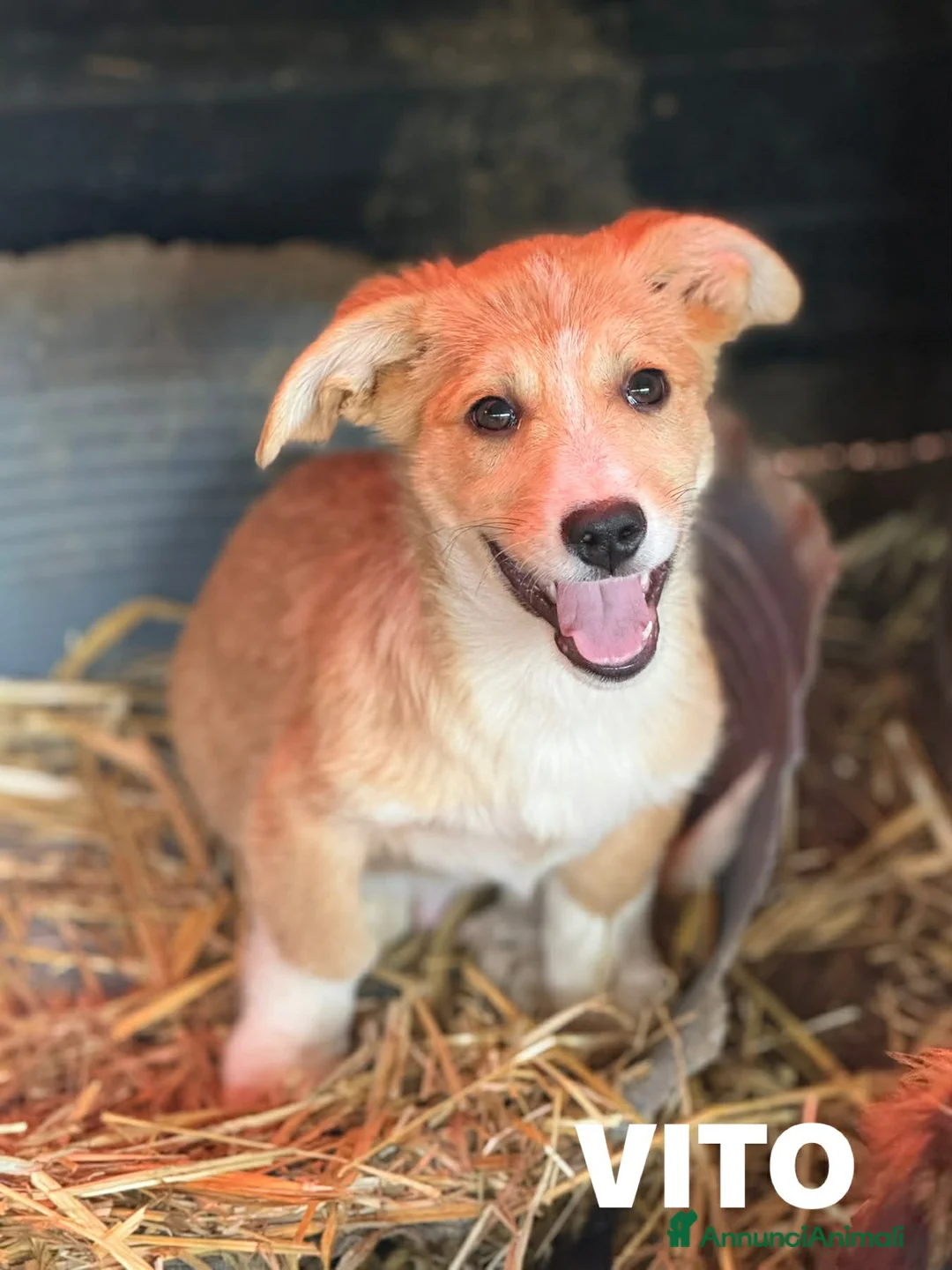 Meticcio cani in regalo: V PUPPIES: 5 dolcissimi cuccioli tg MEDIO-PICCOLA! - Annuncio 1