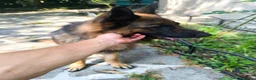 Pastore Tedesco cani in regalo: Pastore tedesco con pedigree 5 anni a Provincia di Varese - Annuncio 3