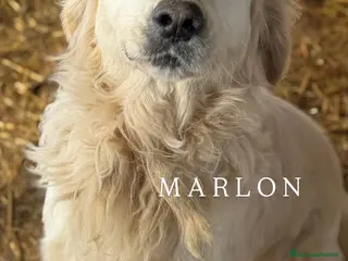 Golden Retriever cani MARLON, magnifico mix GOLDEN RETRIEVER! - Annuncio 7