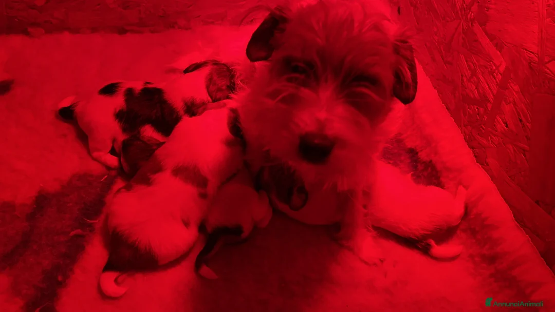 Jack Russell cani in vendita: JACK RUSSELL TERRIER PELO RUVIDO - Annuncio 23