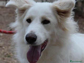 Affenpinscher cani Ciccio 2 anni, carattere straordinario - Annuncio 7