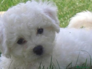 Maltese cani Maltese toy - Annuncio 39