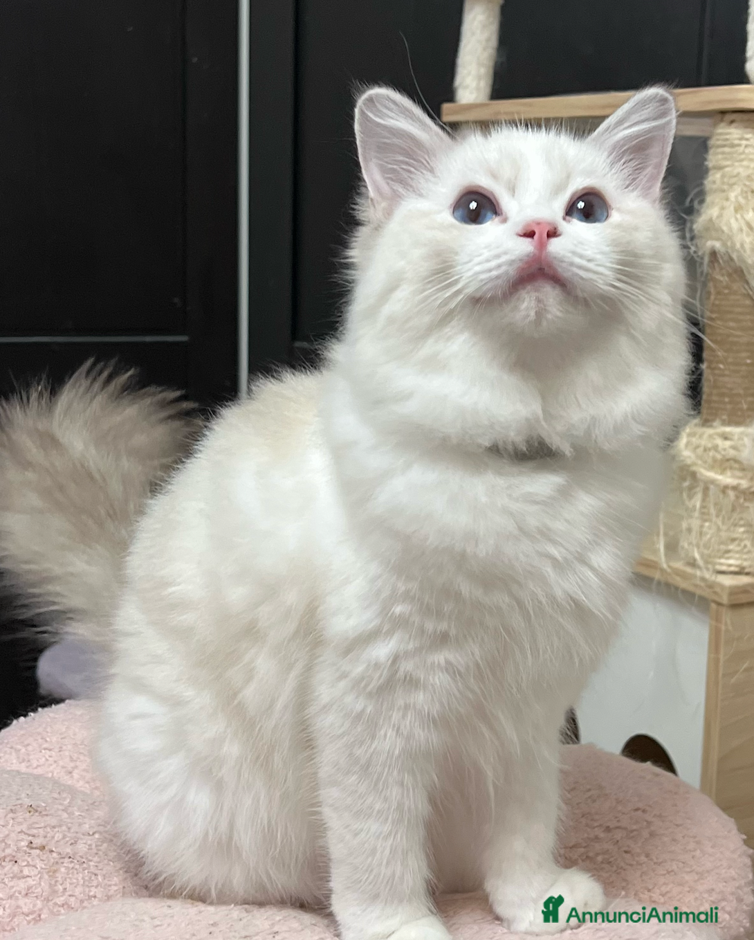 Ragdoll gatti Cuccioli ragdoll - Annuncio 1