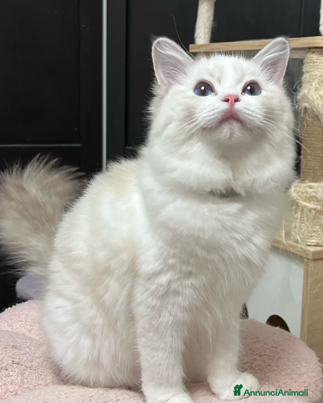 Ragdoll gatti in vendita: Cuccioli ragdoll - Annuncio 1