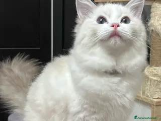 Ragdoll gatti Cuccioli ragdoll - Annuncio 1