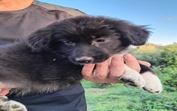 Altre razze cani in regalo: Cuccioli di 3 mesi cercano adozione urgente  a Provincia di Parma - Immagine 24