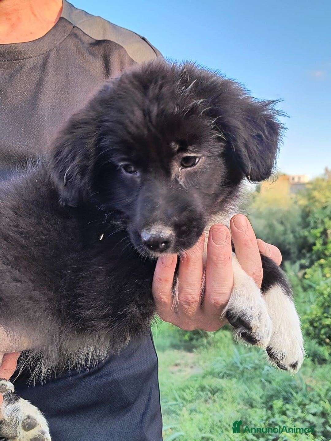 Altre razze cani in regalo: Cuccioli di 3 mesi cercano adozione urgente  a Provincia di Parma - Immagine 24