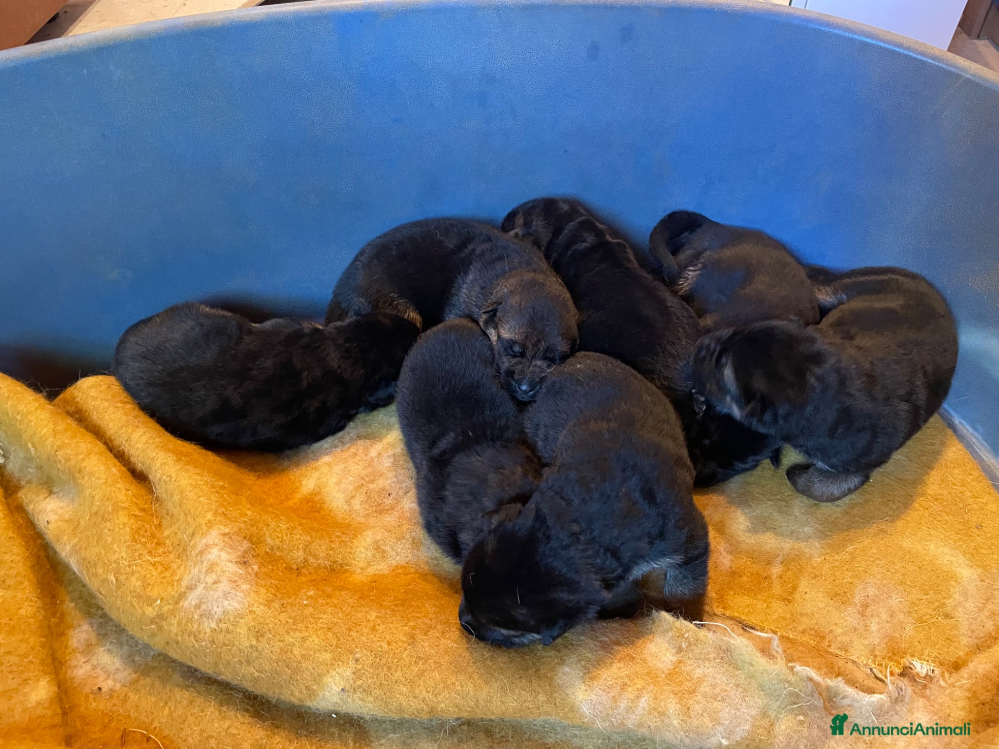 Pastore Tedesco cani in vendita: Pastore tedesco cuccioli - Annuncio 5