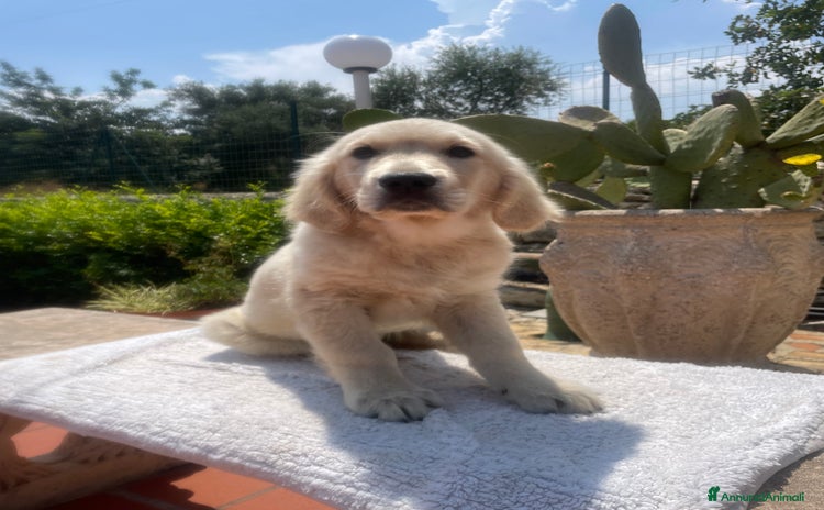 Golden Retriever cani a Città metropolitana di Catania - Annuncio 1