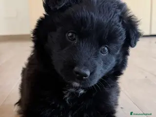 Meticcio cani Dolce Xena - Annuncio 39