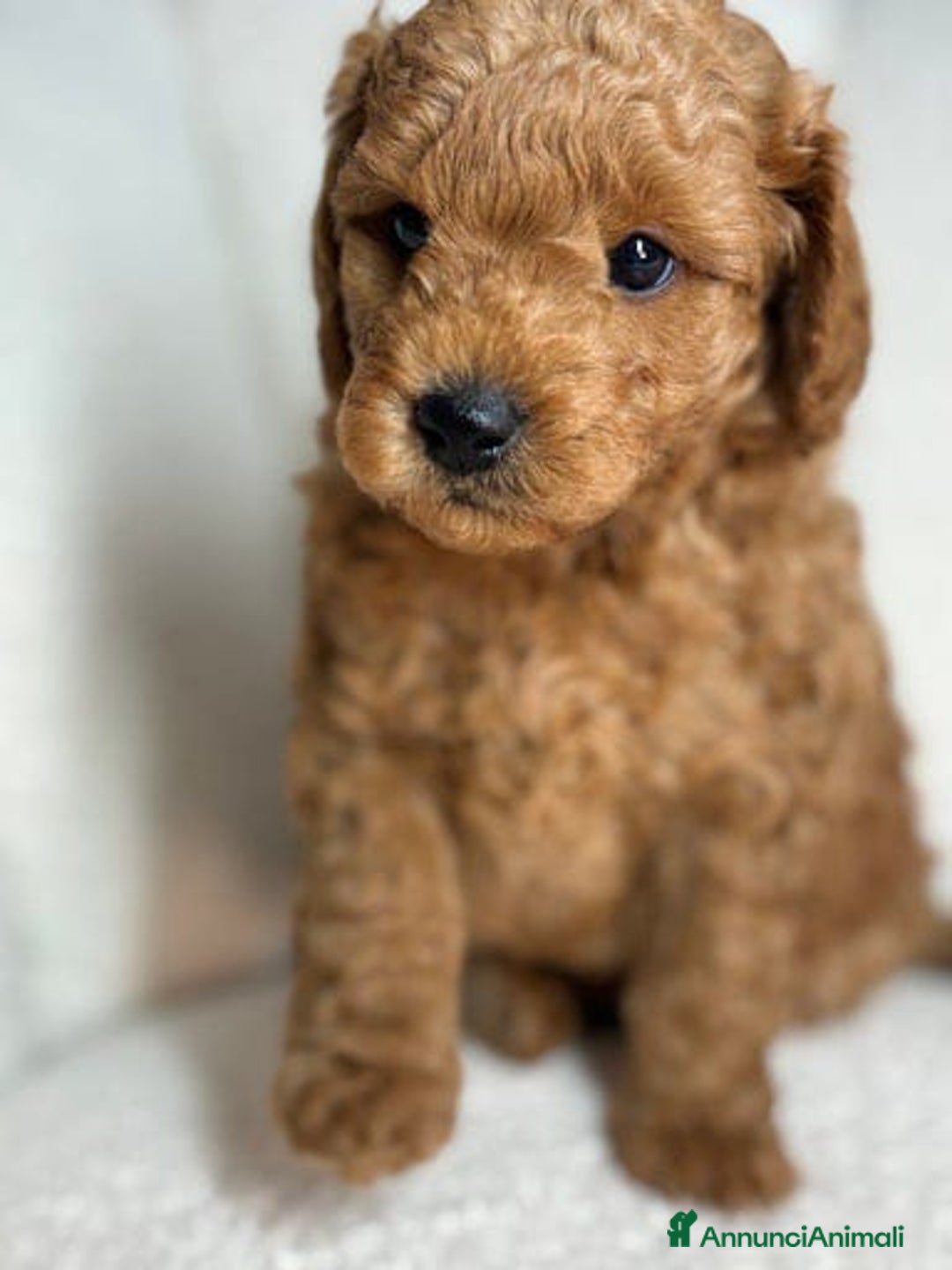 Meticcio cani in vendita: Cuccioli di Mini Goldendoodle F1BB - Annuncio 27