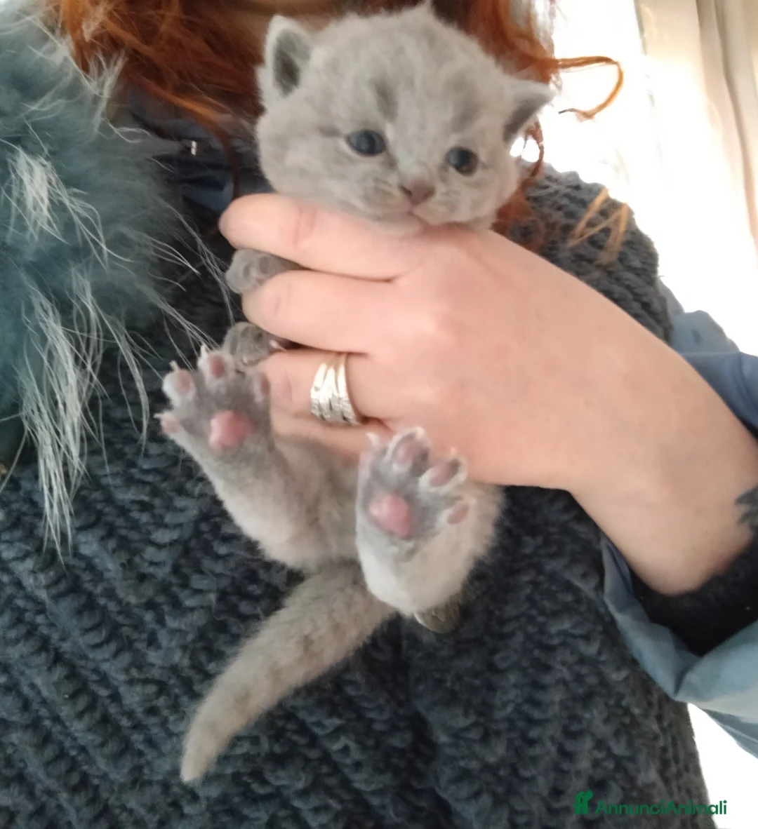 British gatti in vendita: Vendita cuccioli british  - Annuncio 2