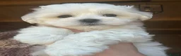Maltese cani in vendita: Cuccioli di maltese - Annuncio 3