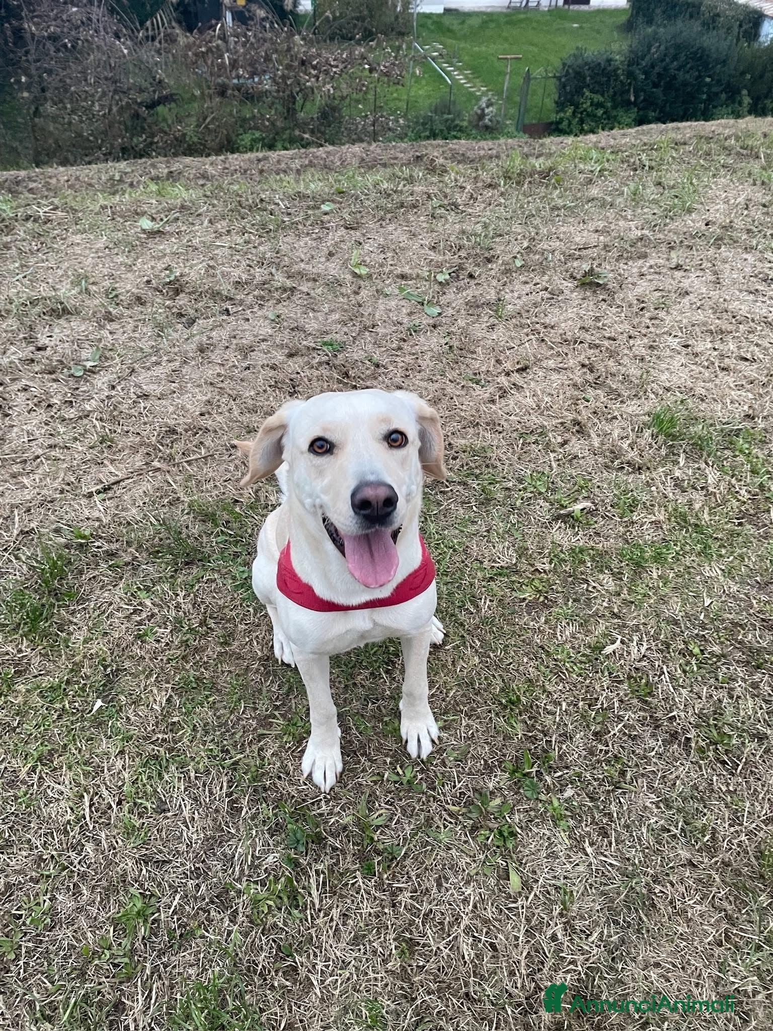 Meticcio cani in regalo: ❤️ CERCHIAMO UNA NUOVA FAMIGLIA PER ARIEL - Annuncio 1