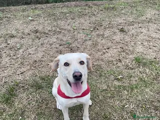 Meticcio cani ❤️ CERCHIAMO UNA NUOVA FAMIGLIA PER ARIEL - Annuncio 12