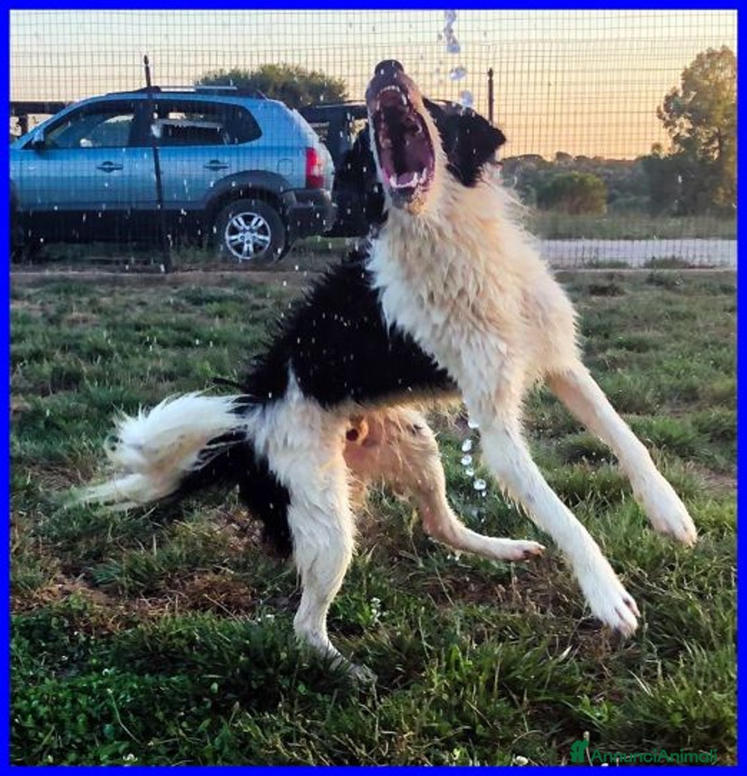 Meticcio cani in regalo: PETRUX  buono con tutti!Adora l'acqua - Annuncio 4